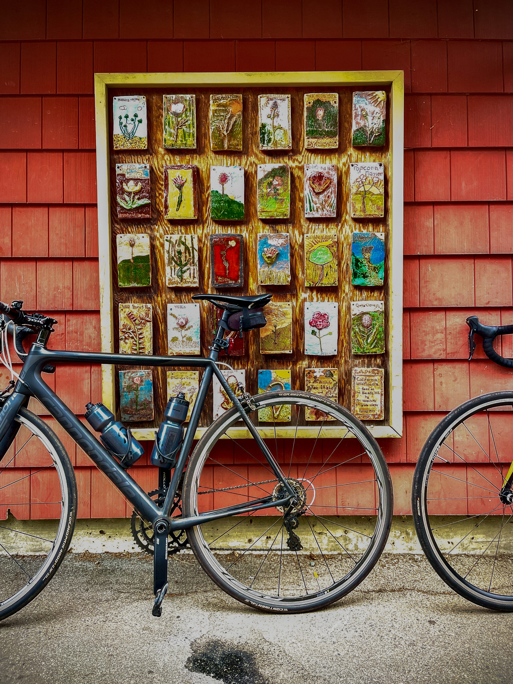 1. Freewheeling wallflowers 2022.jpg